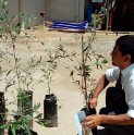 Panel Ambiental y Teck CDA donan 1000 olivos a familias de Andacollo
