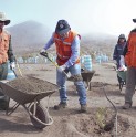 400 árboles guayacanes serán plantados en el sector “El Runco”