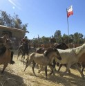 Club de Huasos realizará la XVI versión de la “Trilla a Yegua suelta”