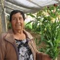 Irelba Pinto cultiva hermosas flores que llenan de colores a los hogares andacollinos