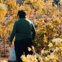 Olivicultores de Andacollo potencian su producción gracias a almazara móvil